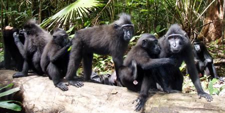 Voyage sur-mesure, Parc de Tangkoko